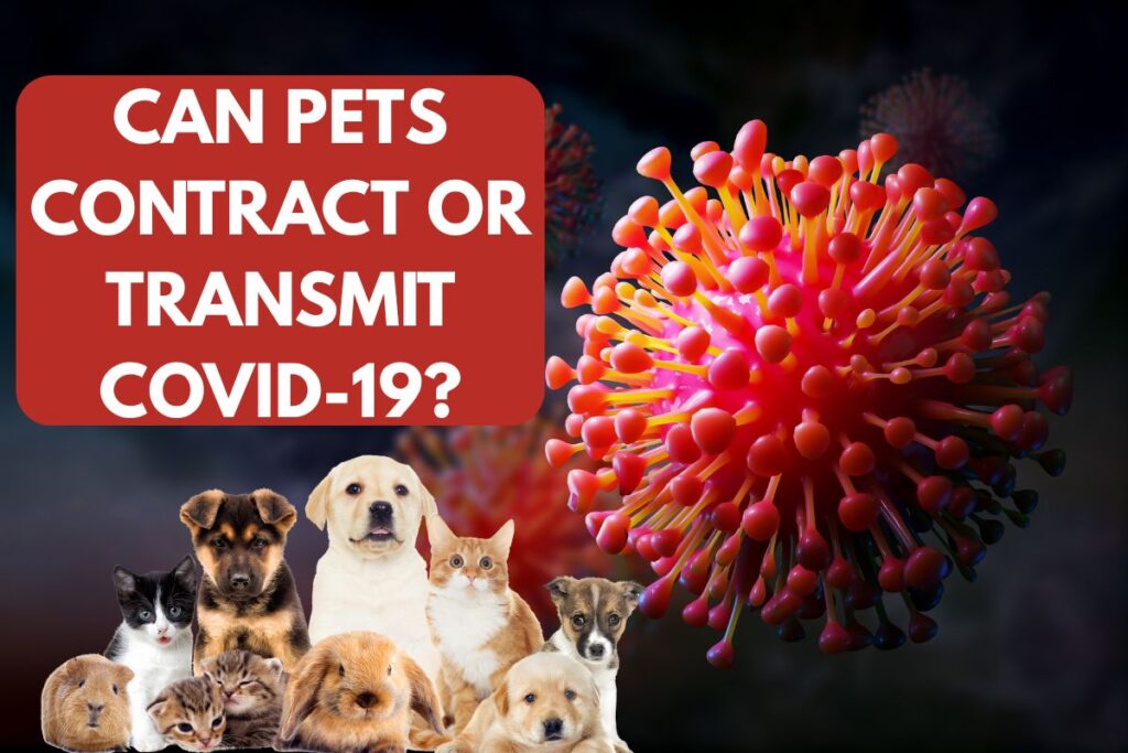 Can Pets Contract or Transmit COVID-19?