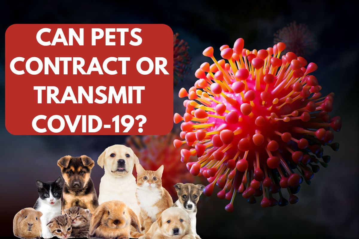 Can Pets Contract or Transmit COVID-19?